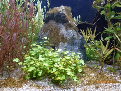 Hydrocotyle tripartita 250418 2.JPG