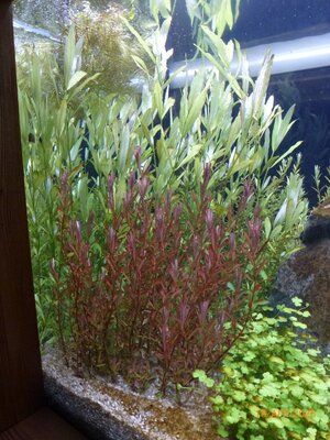 Rotala rotundifolia ‚Singapore Blood Red‘ 250418 1.JPG