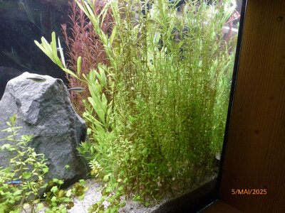 Rotala rotundifolia 250505.JPG