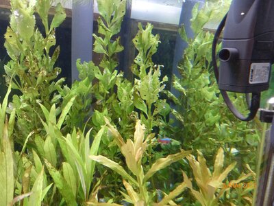 Hygrophila triflora 250505 1.JPG