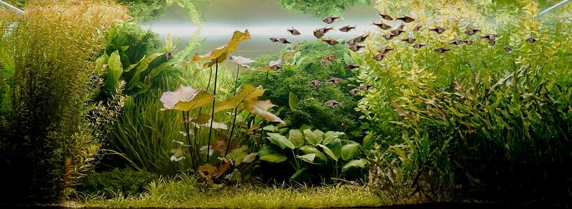 Aquarium 24.04.2025.jpg