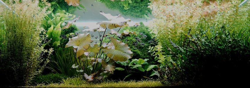 Aquarium 13.05.2025.jpg