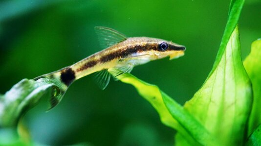 Otocinclus affinis 23.05.2025.JPG