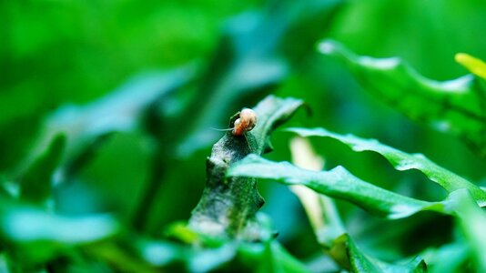 Posthornschnecke 22.05.2025.jpg