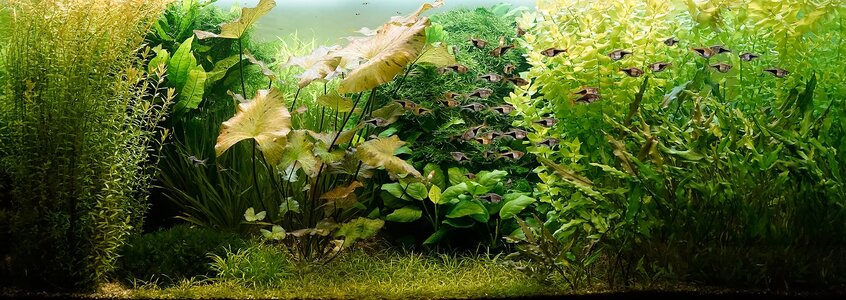 Aquarium 21.05.2025.jpg