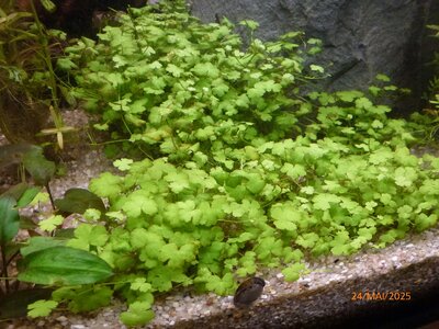 Hydrocotyle tripartita 250524 2.JPG