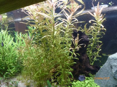 Ammannia gracilis 250523 3.JPG