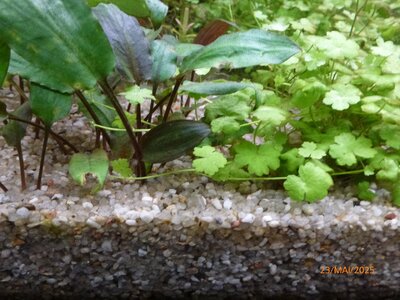 Hydrocotyle tripartita 250523 3.JPG
