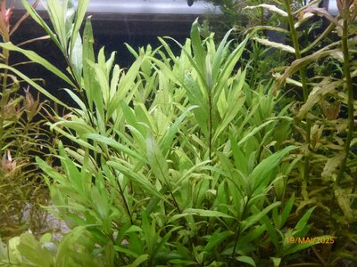 Hygrophila corymbosa 'Thailand' 250519 1.JPG
