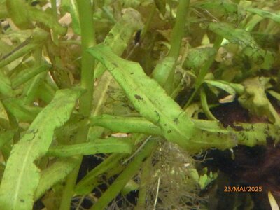 Hygrophila polysperma 250523 2.JPG