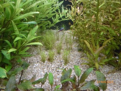 Pogostemon deccanensis (‚erectus‘) 250523 1.JPG