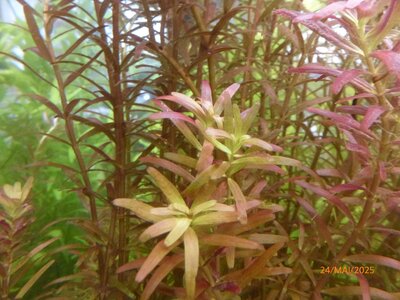 Rotala rotundifolia ‚Singapore Blood Red‘ 250524 2.JPG