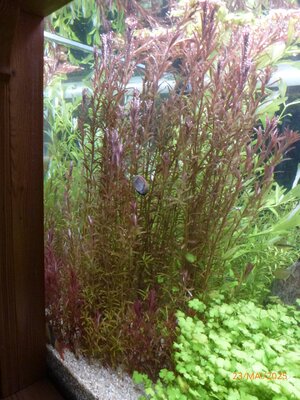 Rotala rotundifolia ‚Singapore Blood Red‘ 250523 1.JPG