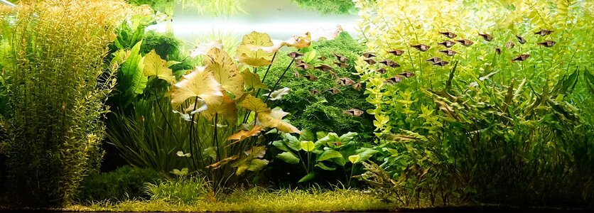 Aquarium 26.05.2025.jpg