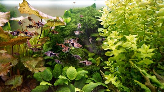 1 Aquariumausschnitt 02.06.2025.jpg