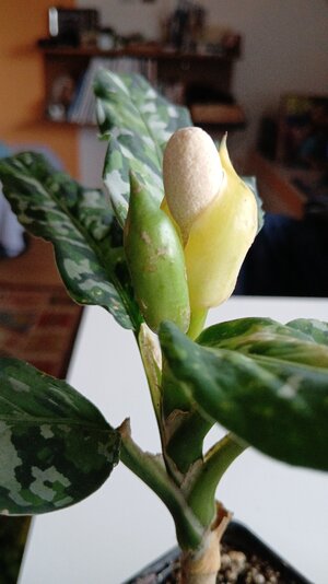 IMG-20250603-WA0013.jpeg