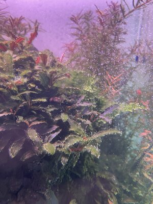 IMG_0398.jpeg
