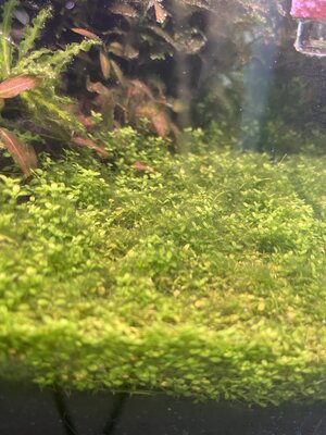 IMG_0396.jpeg
