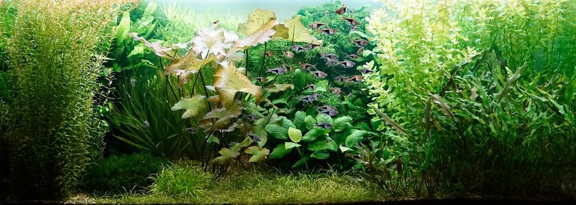 Aquarium 13.06.2025.jpg
