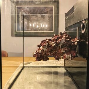IMG_1039.jpeg