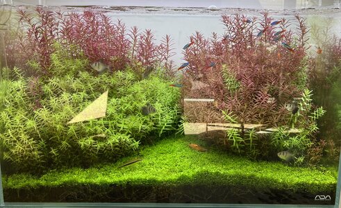 IMG_5244.jpeg