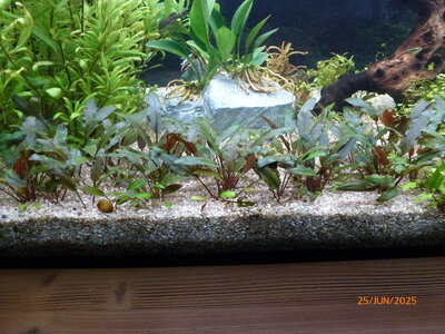 Anubias afzelii (‚congensis’) 20250625 3.JPG