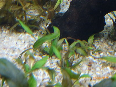 Crypt cordata var siamensis 20250625.JPG