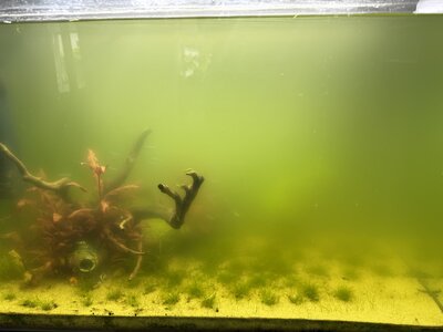 IMG_2088.jpeg