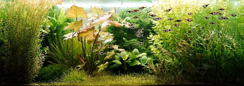 Aquarium 07.07.2025.jpg