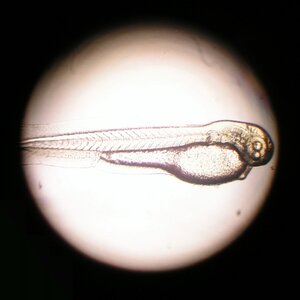 Trigonostigma heteromorpha Larve 2018.jpg