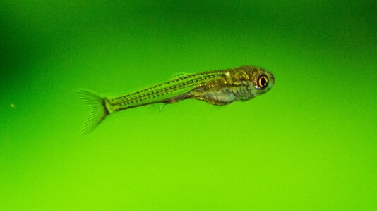 Trigonostigma heteromorpha-2018 Gr 8 mm.jpg