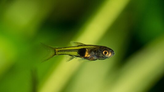 Trigonostigma heteromorpha-2018  Gr 11 mm.jpg
