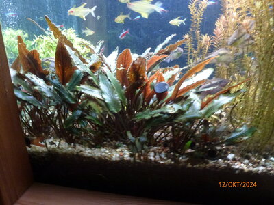 Crypt wendtii 'braun' 241012 1.JPG