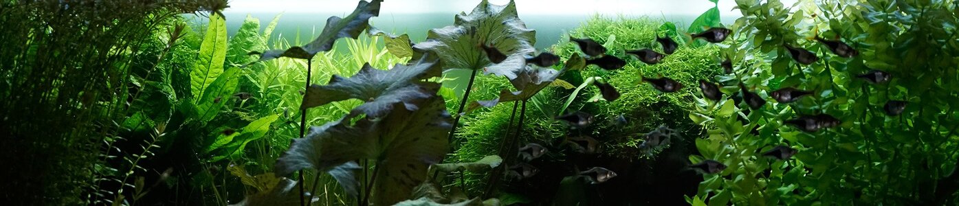 Aquarium 17.07.2025.jpg