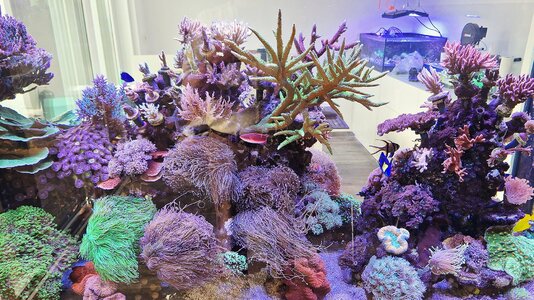 Korallenzucht Aquarium 09.07.2025.jpg