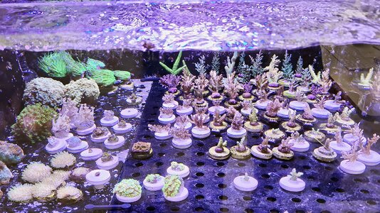 Meerwasseraquarium 09.07.2025.jpg