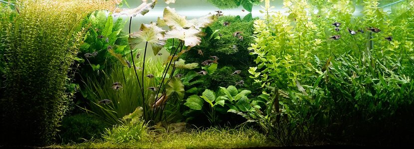 Aquarium 25.07.2025.jpg