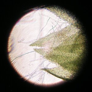 Cyanobakterien-Oscillatoria Schwingalge in Triebspitze 01.07.2025.jpg