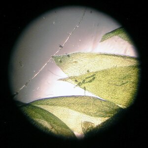 Oedogonium sp. Keimling mit Rhizoid, angedockt  01.07.2025.jpg