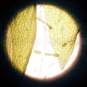 Oedogonium sp. Keimling mit Rhizoid- angedockt 01.07.2025.jpg