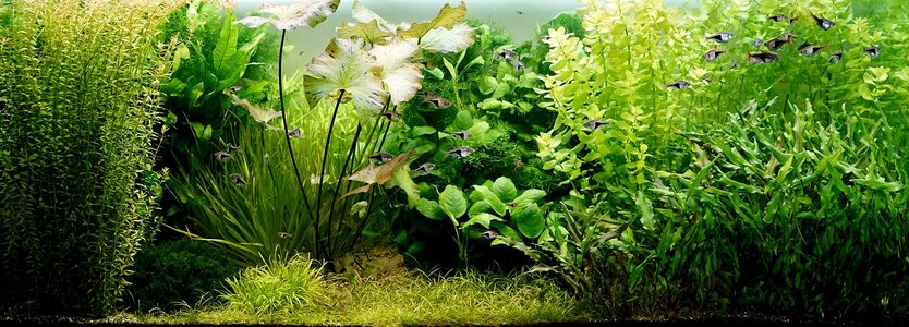 Aquarium 28.07.2025.jpg