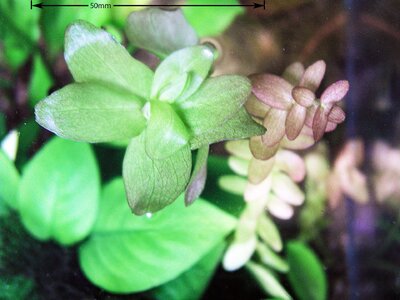 Bacopa caroliniana Vergleich-02.08.2025.jpg