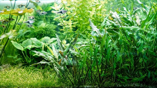 Cryptocoryne wendtii beschnitt 03.08.2025-1.jpg