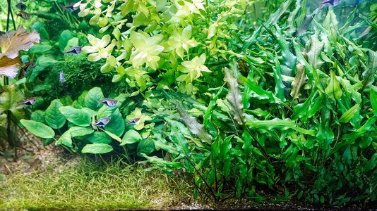 Cryptocoryne wendtii beschnitt 03.08.2025-2.jpg