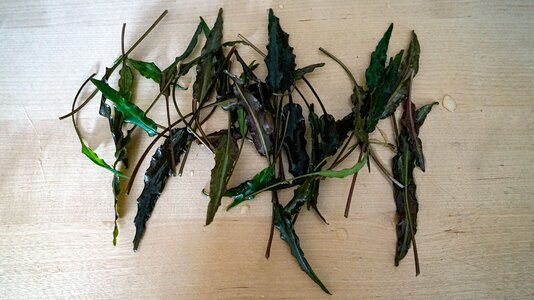 Cryptocoryne wendtii beschnitt 03.08.2025-3.jpg