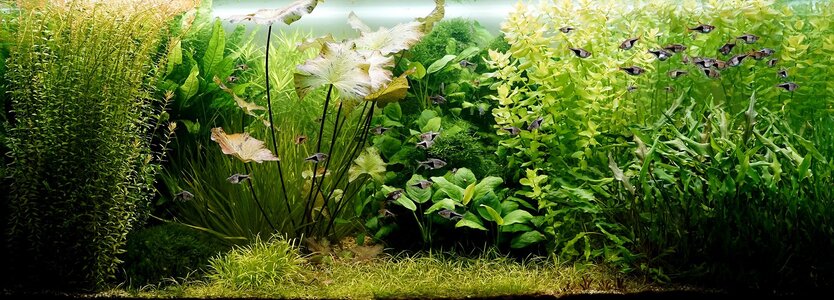 Aquarium 04.08.2025.jpg