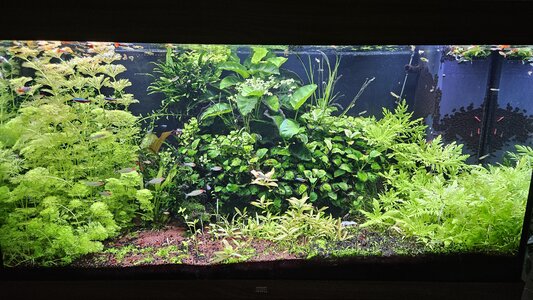 Aquarium_2025.jpg