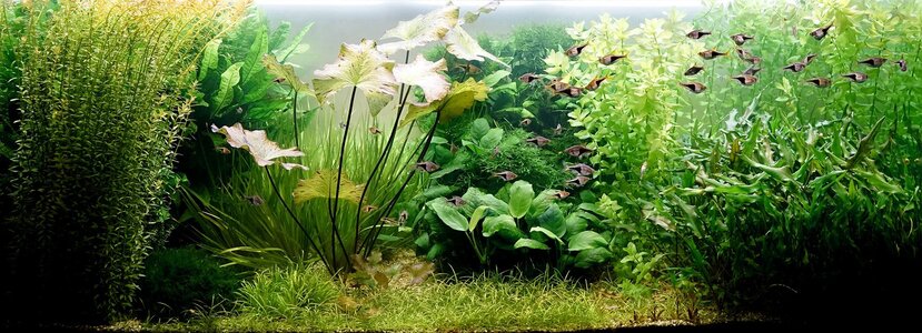 Aquarium 11.08.2025.jpg