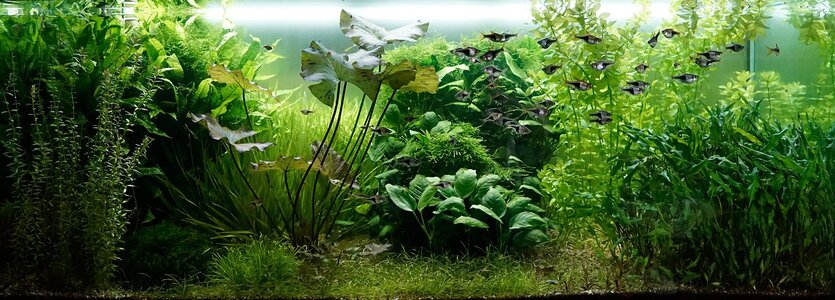 Aquarium 16.08.2025.jpg