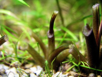 Cryptocoryne wendtii beschnitt 09.08.2025-2.jpg